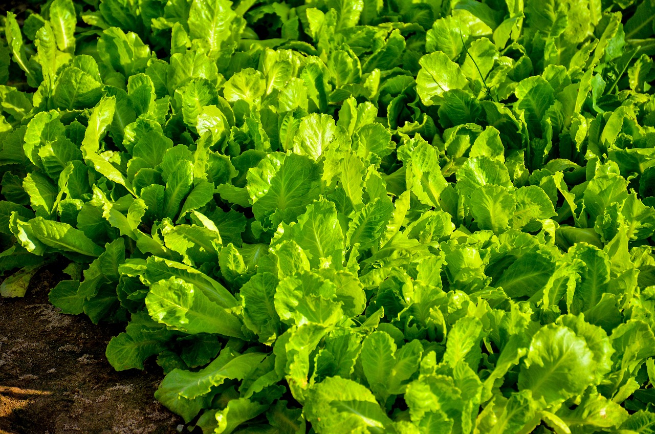 Organic Farming – Key to Eco-friendly Agriculture?